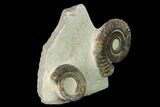 Two Devonian Ammonites (Anetoceras) Fossils - Tazarine, Morocco #146920-3